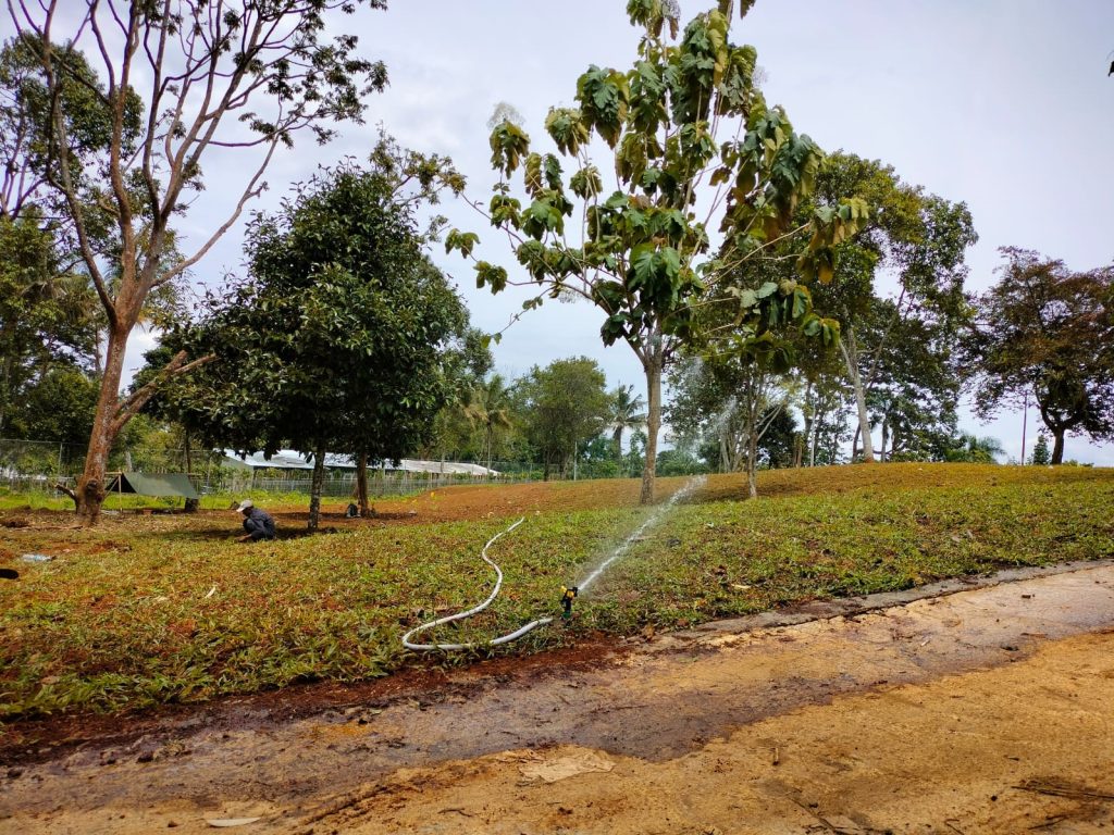 Penyiraman rumput
