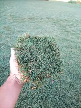 tukang rumput golf taman