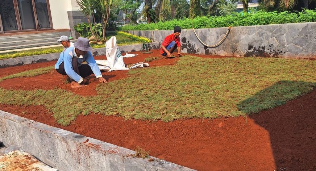 jasa tanam rumput peking murah