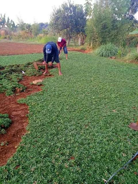 proses tanam rumput