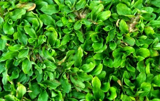 Rumput Gajah Mini