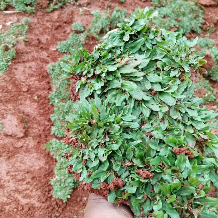 tukang rumput gajah mini