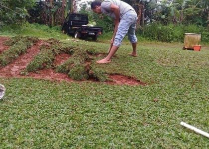 Tukang Tanam Rumput – Jasa Tanam Rumput Gajah Mini Terdekat di Bogor