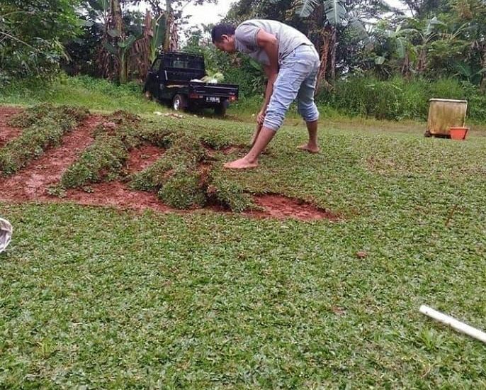 Tukang Tanam Rumput – Jasa Tanam Rumput Gajah Mini Terdekat di Bogor