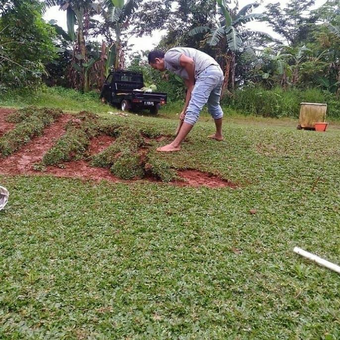 Tukang Tanam Rumput – Jasa Tanam Rumput Gajah Mini Terdekat Di Bogor