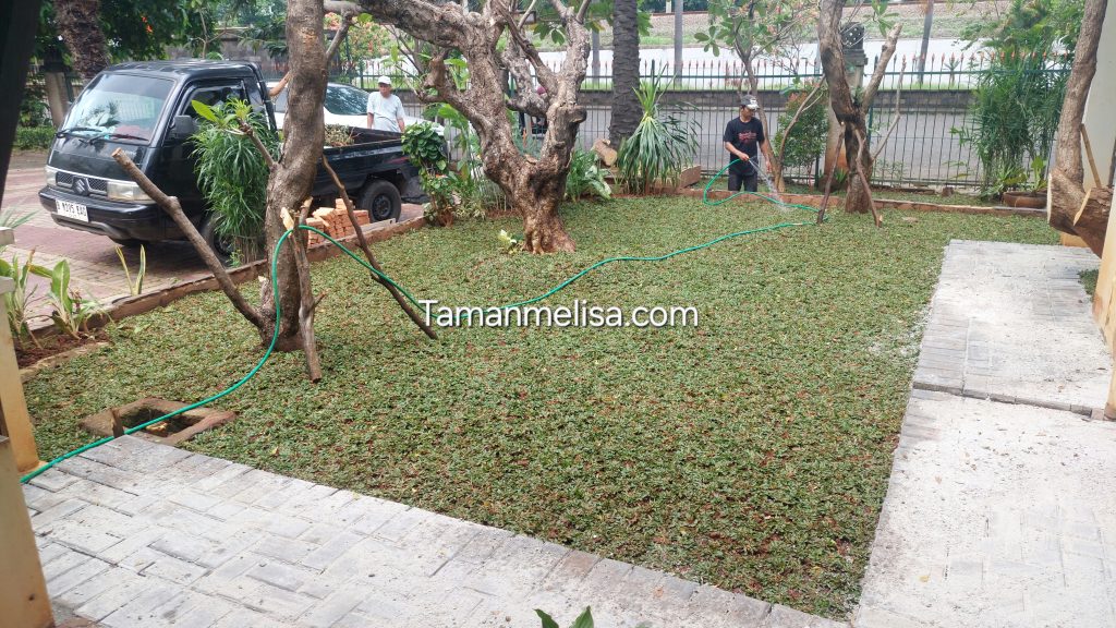 Tukang Tanam Rumput – Jasa Tanam Rumput Gajah Mini Terdekat di Cibubur