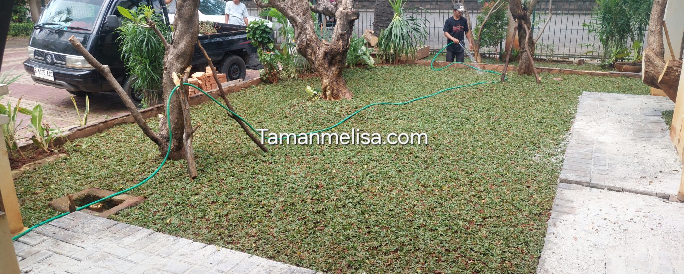Tukang Tanam Rumput – Jasa Tanam Rumput Gajah Mini Terdekat di Cibubur