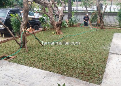 Tukang Tanam Rumput – Jasa Tanam Rumput Gajah Mini Terdekat di Cibubur